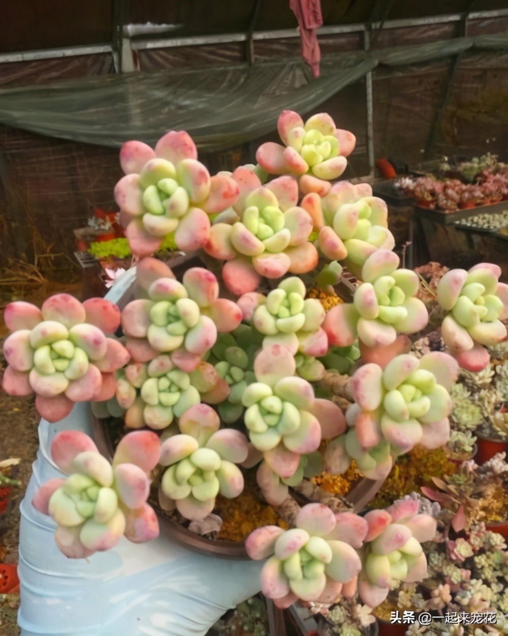 冬天养多肉劳尔，了解掌握4个要点，红润饱满，香味浓郁