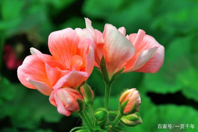 20种最适合春天种的花,好看、好闻、好养---总有一款适合你