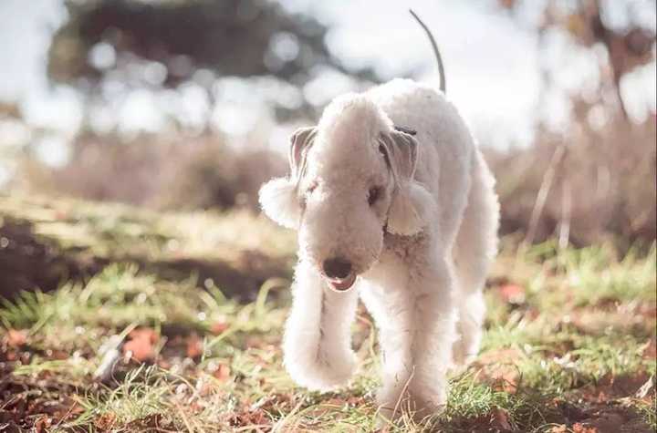 世界名犬品种大全（最全狗狗品种科普及简要介绍）