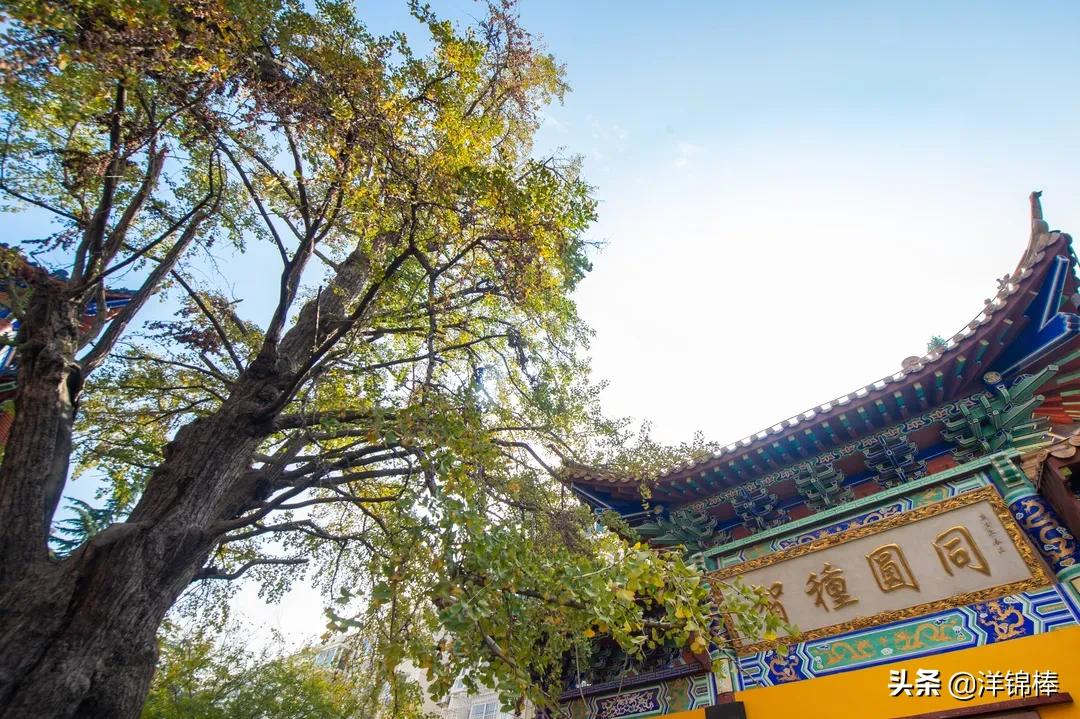 银杏黄了！带你探寻上海35处观赏地