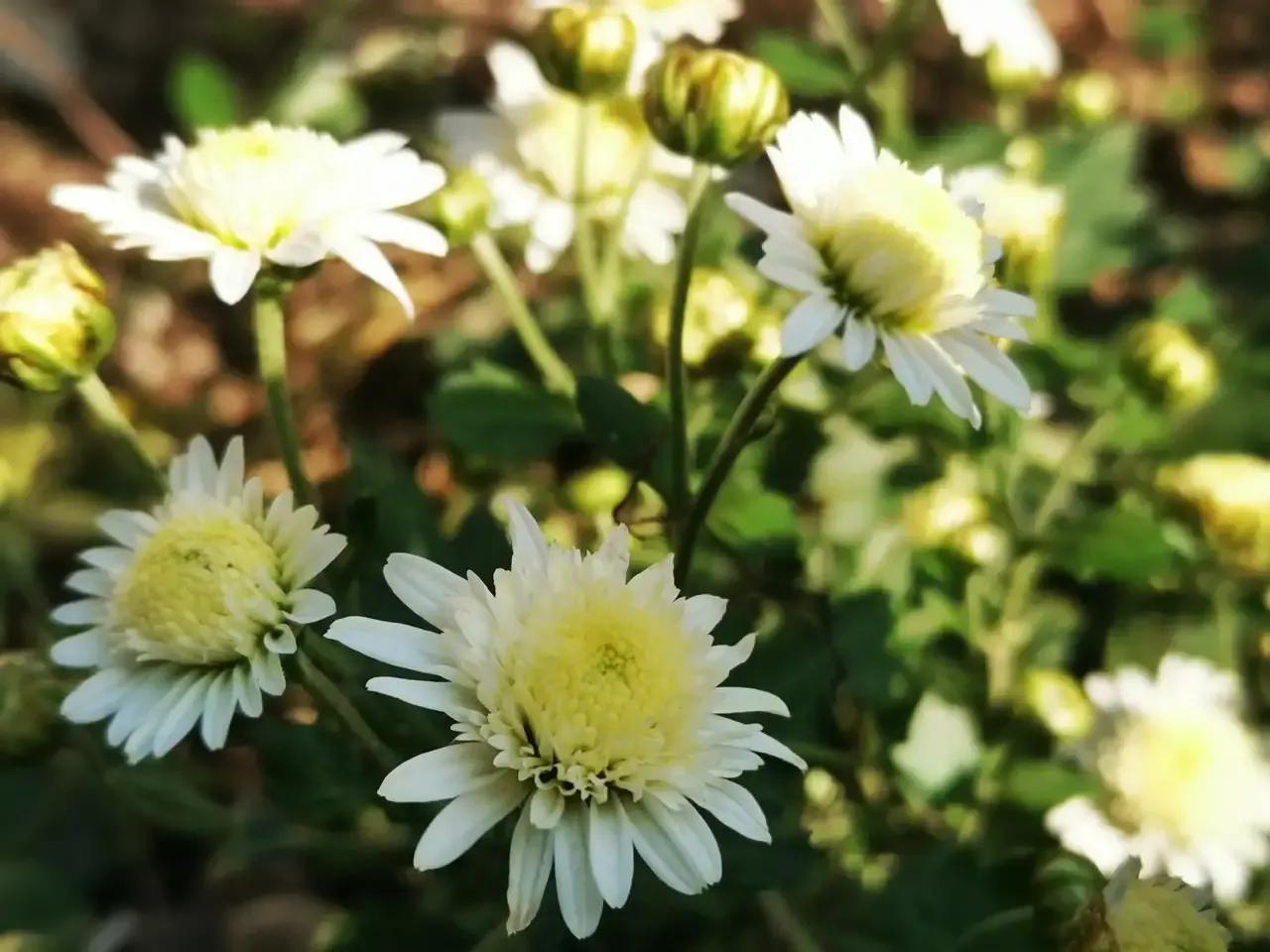 人淡如菊，心素如简