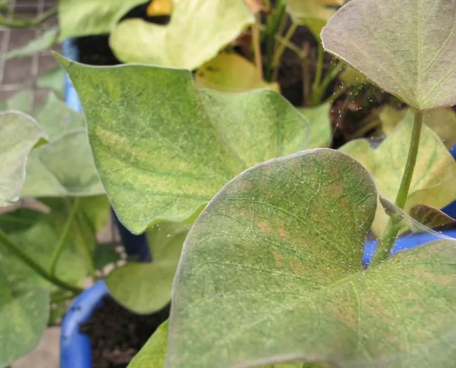 红蜘蛛怎么治(预防和治疗红蜘蛛的用药指南避免虫害滋生)