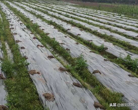 芹菜除草劑,芹菜除草劑用什么藥