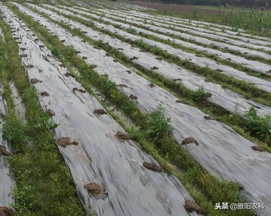 芹菜除草剂,芹菜除草剂用什么药