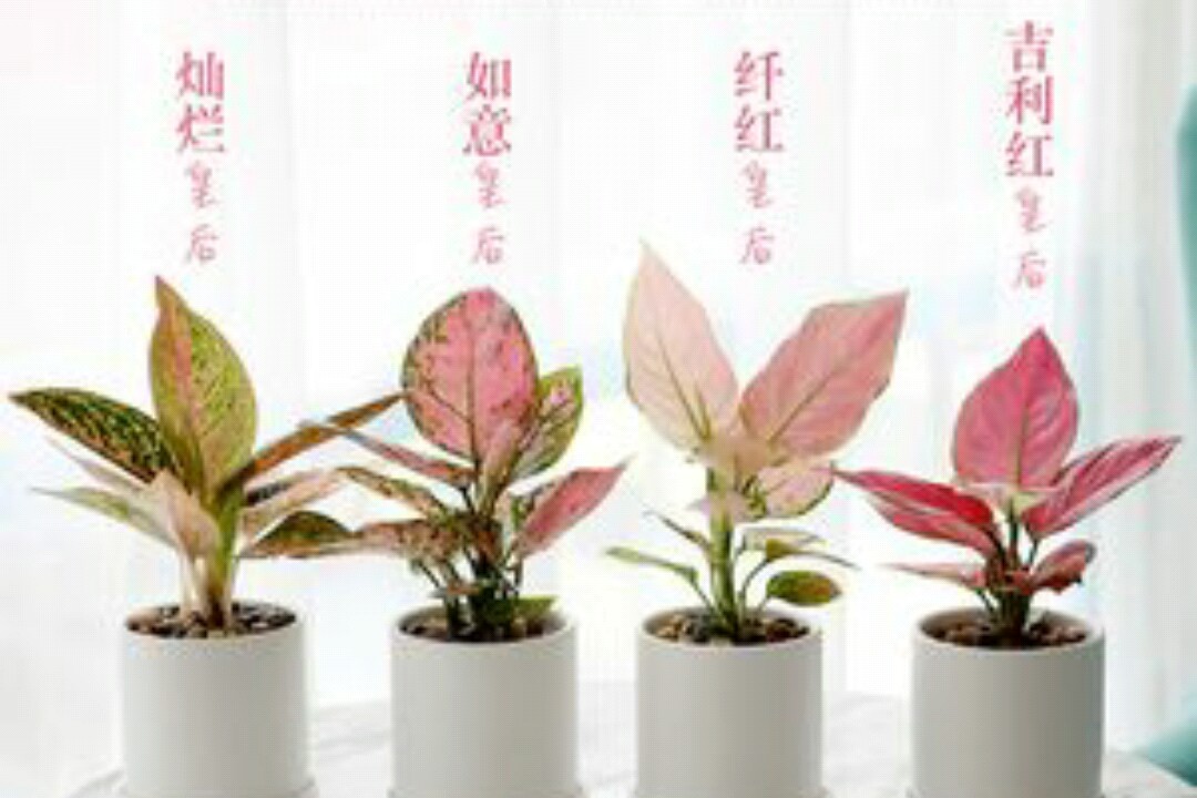 盆栽植物中的“观叶皇后”,不仅色彩绚丽,而且寓意吉祥又如意