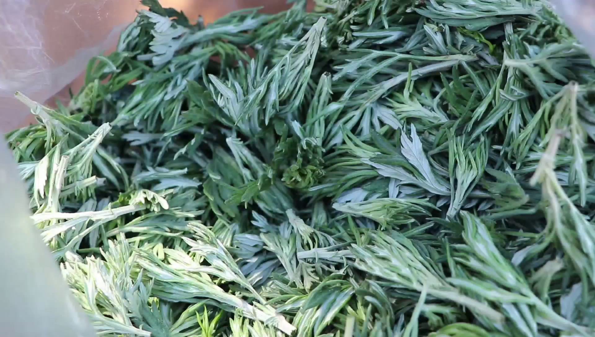 新鲜艾叶营养好吃,还能做成茶,带你们见识艾叶茶制作流程