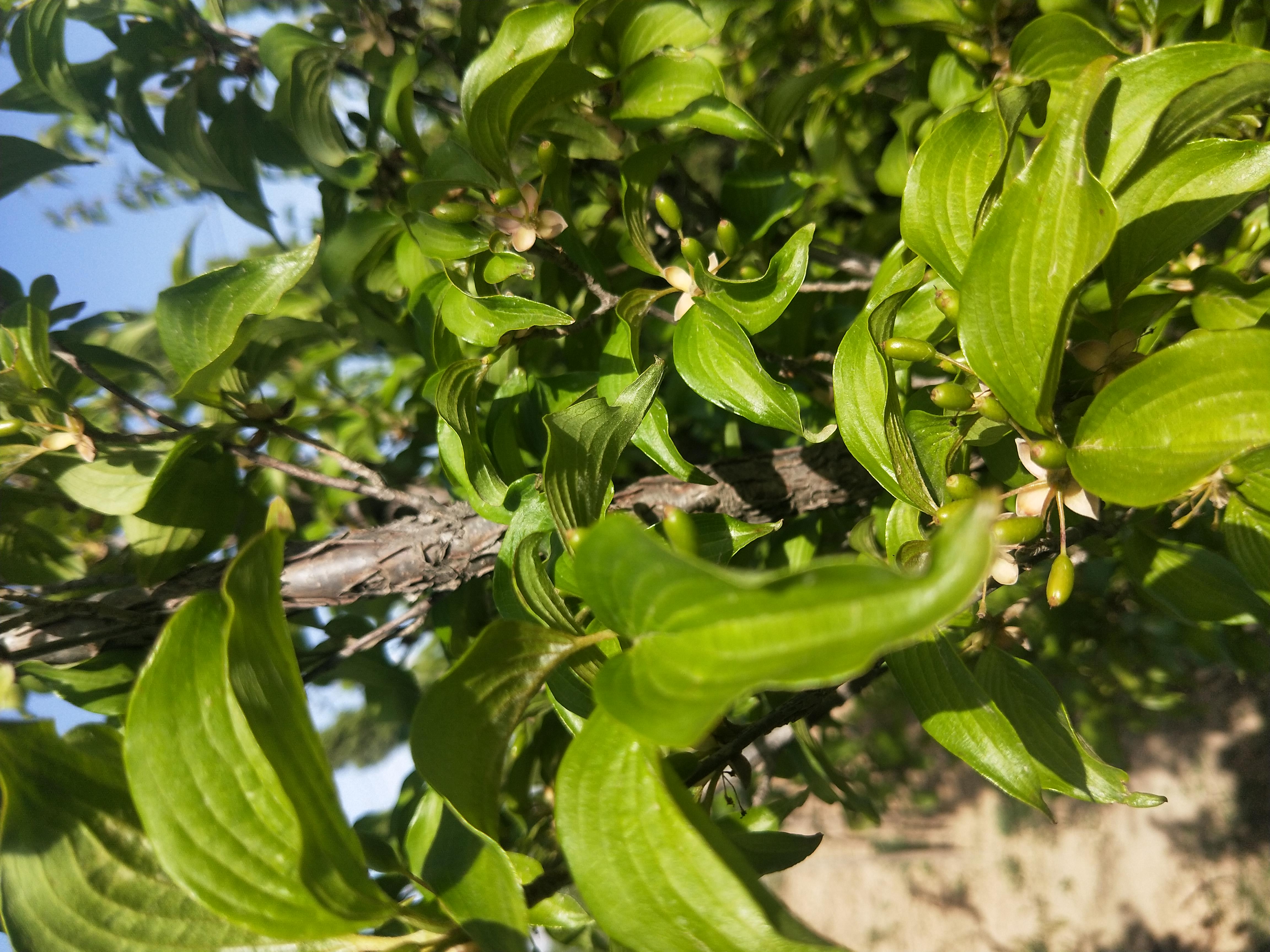 今日中藥植物--山茱萸