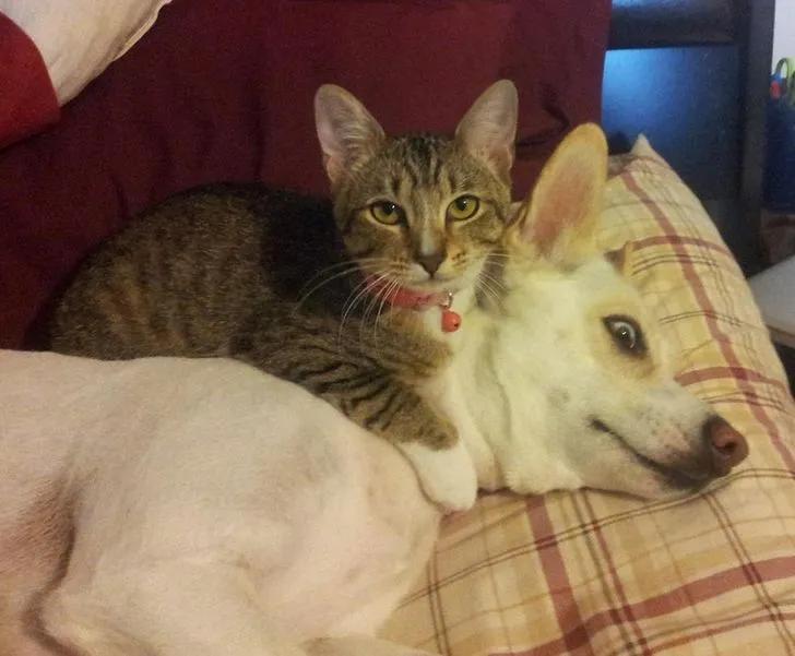 32张"憨猫"的照片,两只公猫在一起谈恋爱,小猫趴在金字塔上玩