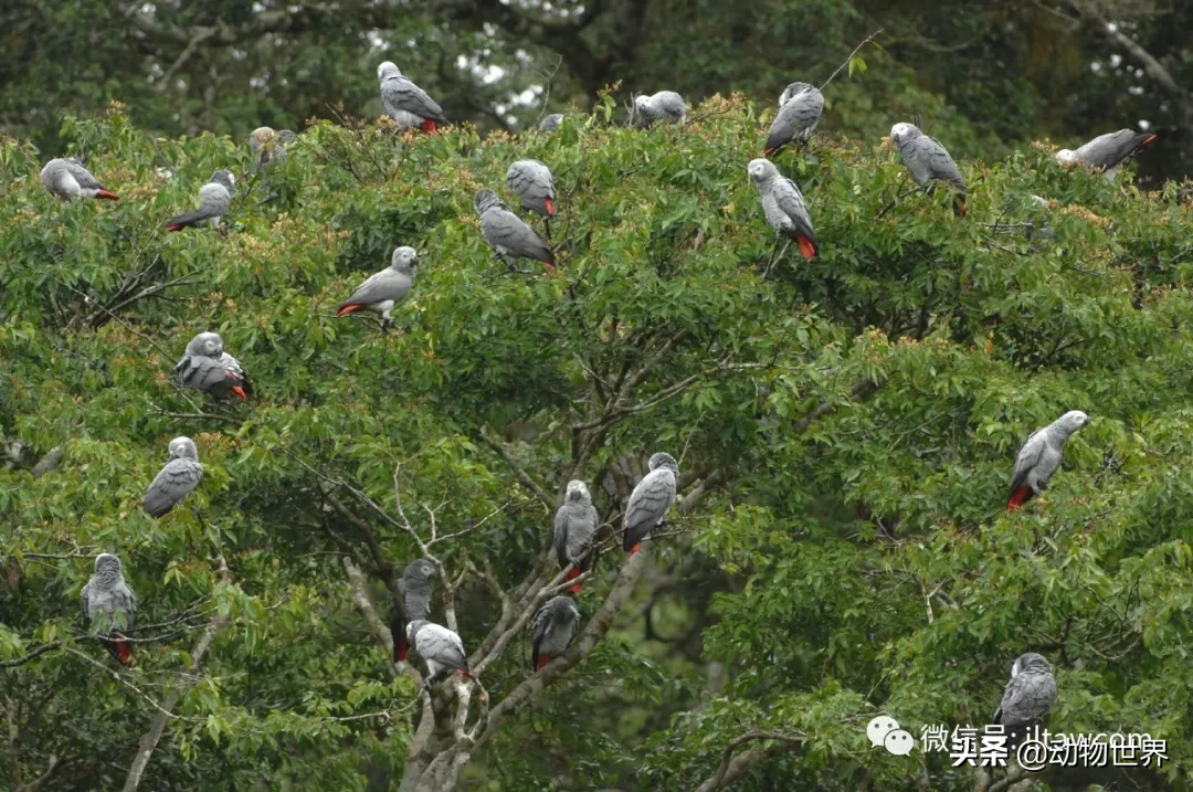 鹦鹉智商排名（最聪明的鸟类之一非洲灰鹦鹉）