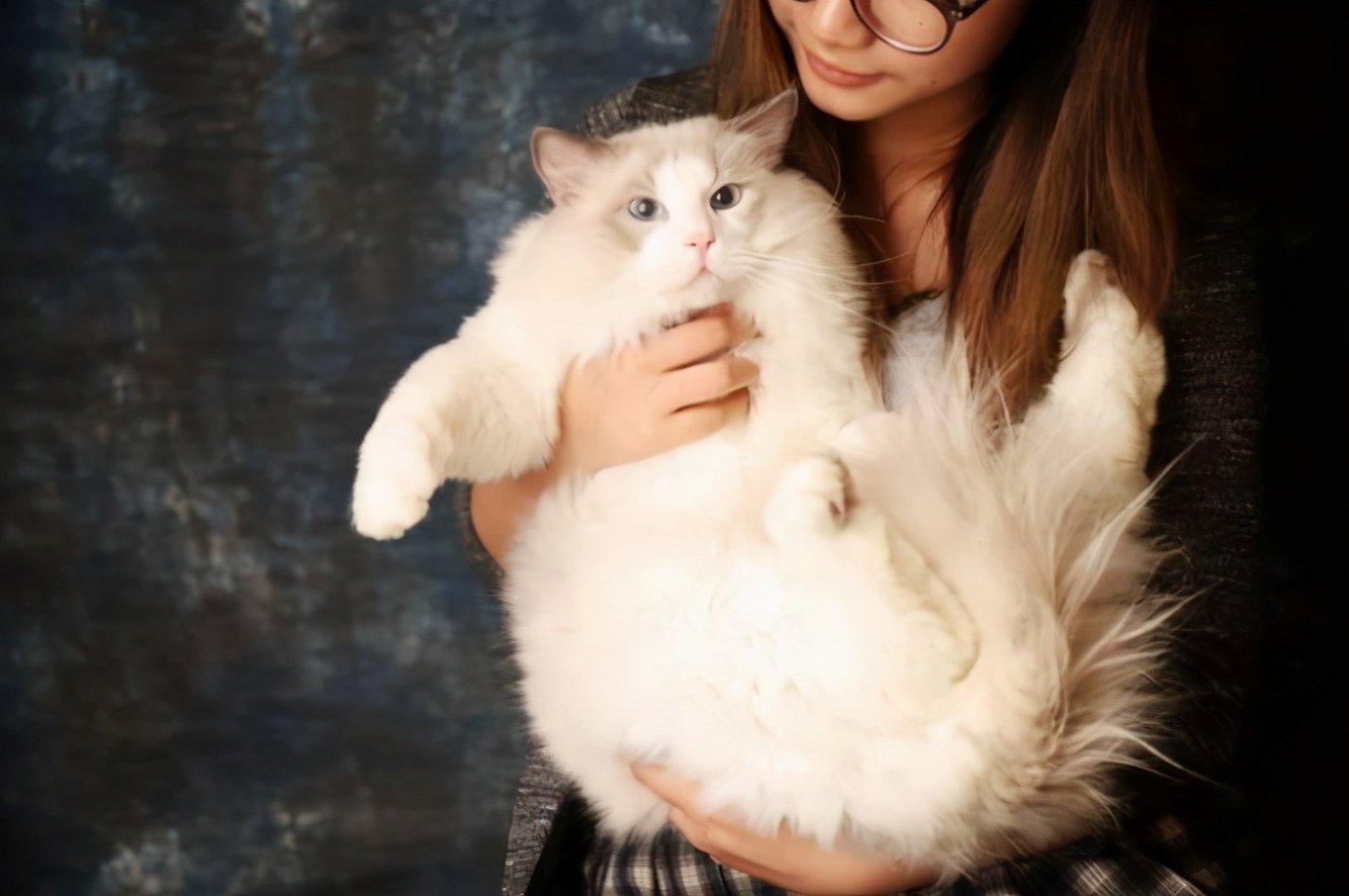 新手如何饲养布偶猫