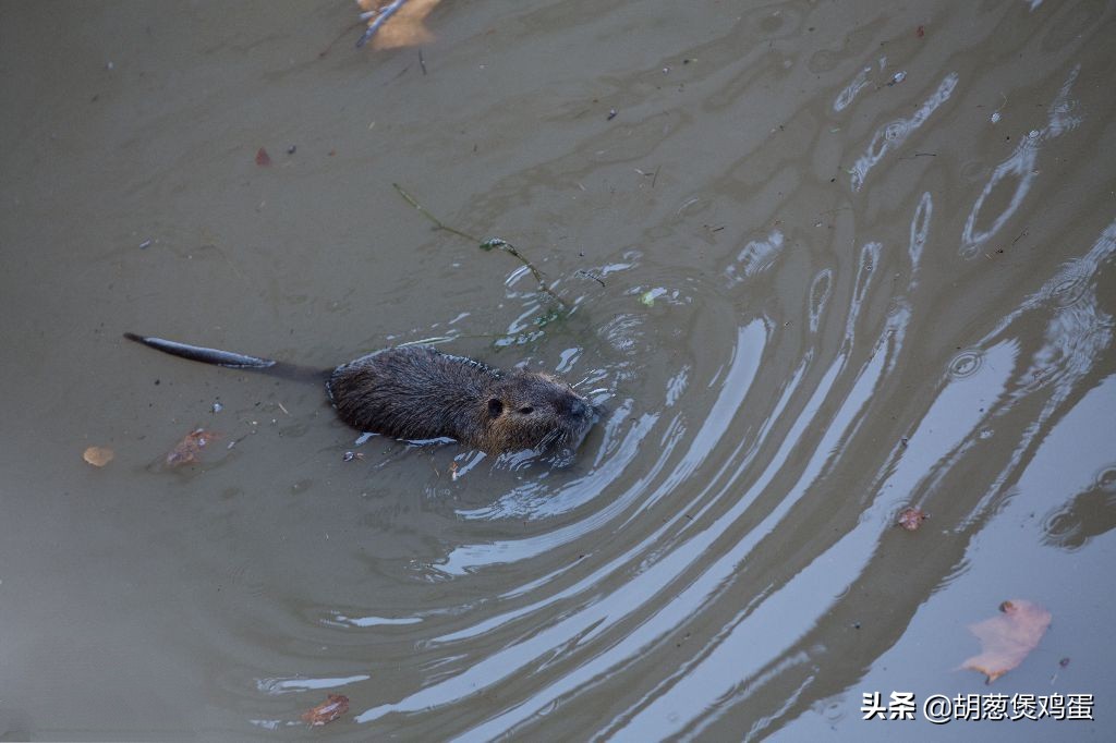 老鼠會游泳嗎,老鼠會游泳嗎?老鼠會淹死嗎?