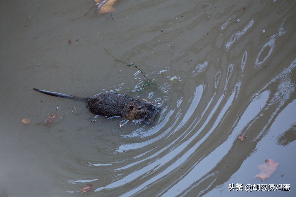 老鼠会游泳吗,老鼠会游泳吗?老鼠会淹死吗?