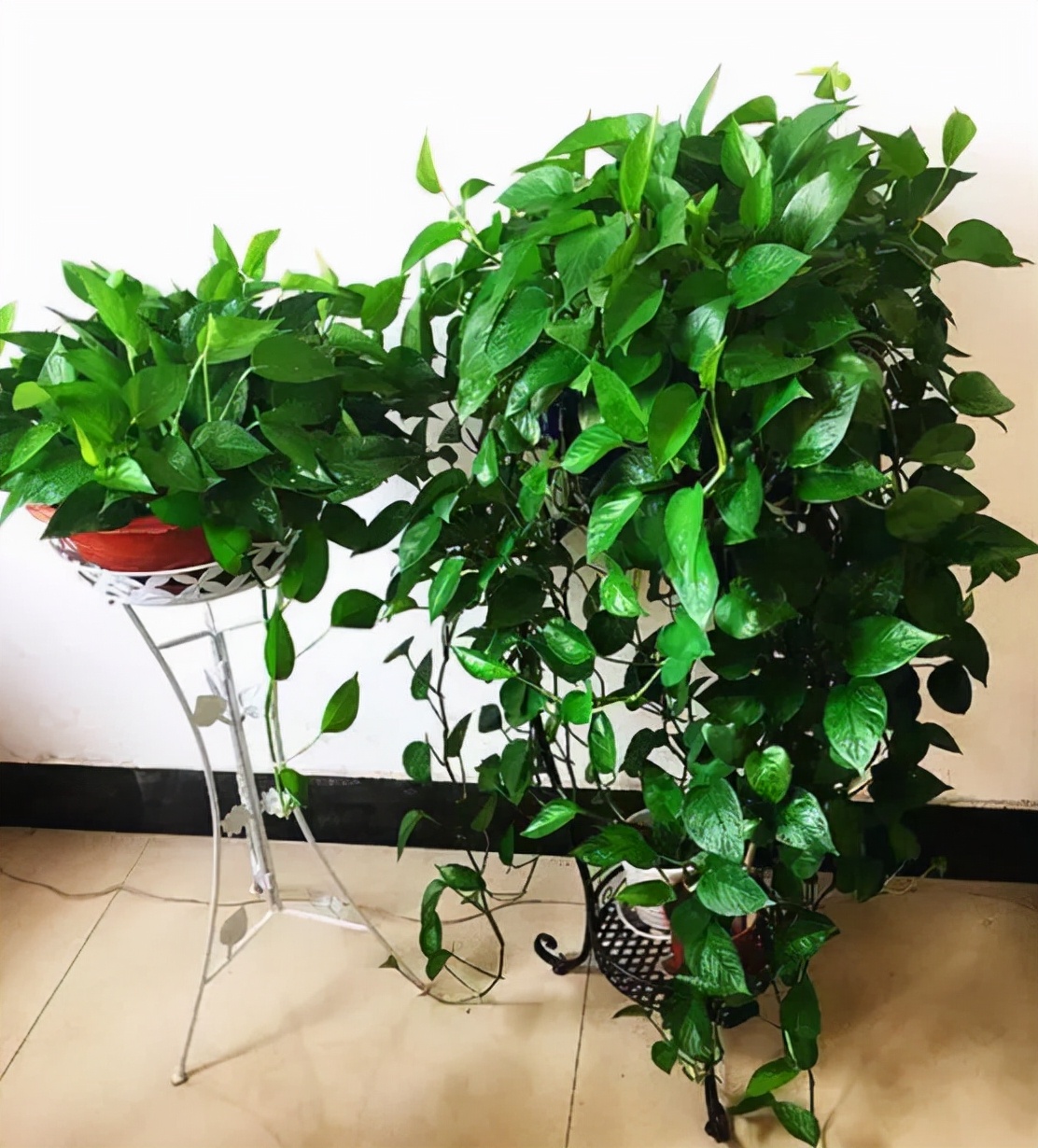 10种健康花，适合养客厅，吉祥有品味，关键个个都是净化高手