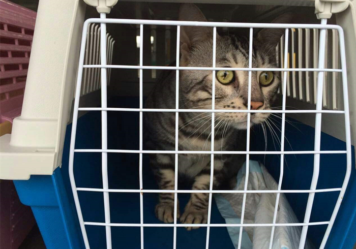 车票开抢，主人与猫咪都要回家？应知宠物托运的两大注意点