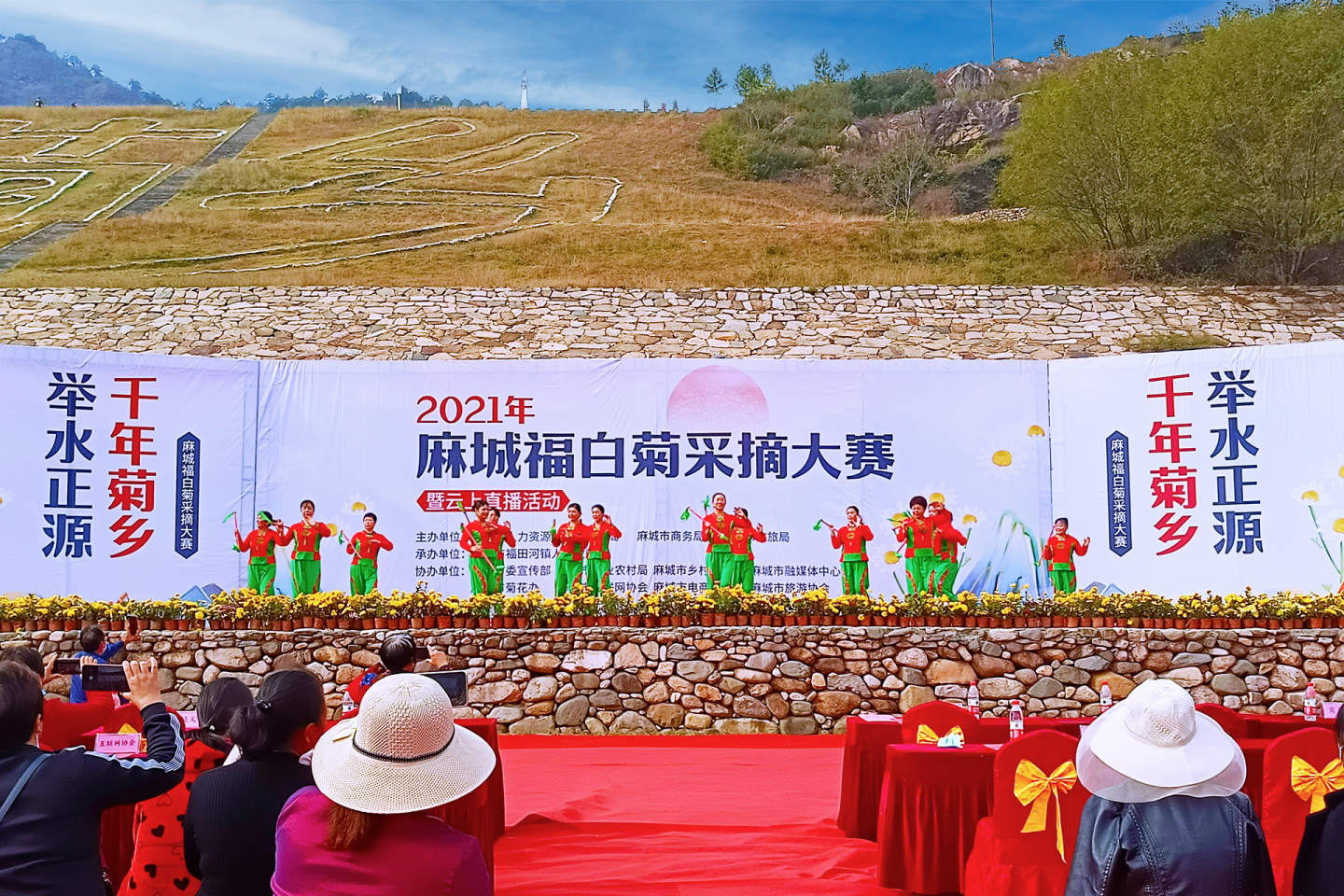 湖北麻城：福白菊采摘大赛在福田河纯阳山菊花基地隆重举行