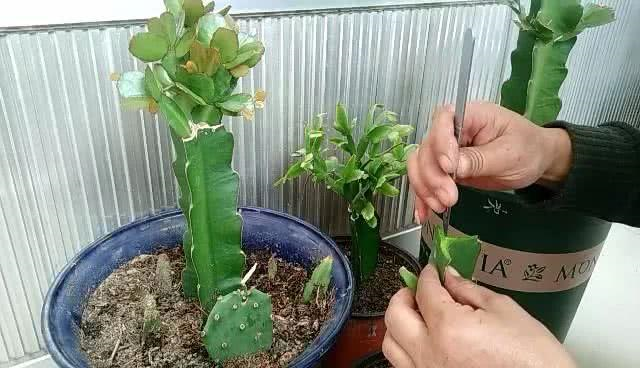 怎样扦插仙人掌(仙人掌如何扦插)-花卉知识网