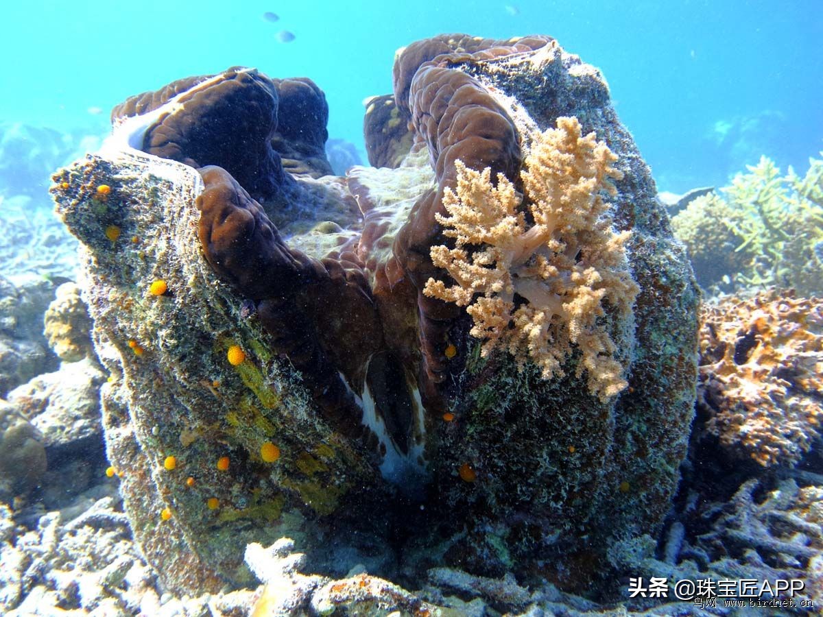 这4种能做珠宝的贝壳你都认识吗？贝壳珠宝大盘点第2弹