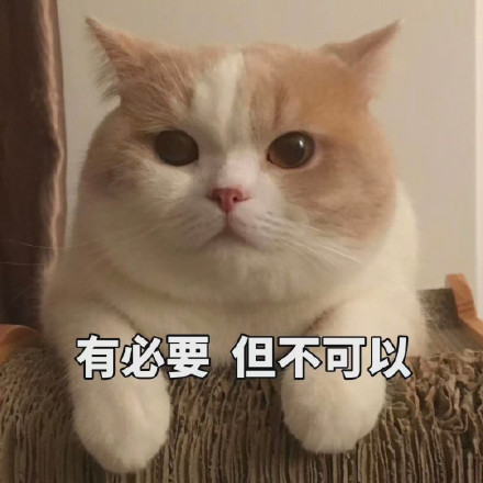 猫咪表情包：可以但没必要，有必要但不可以