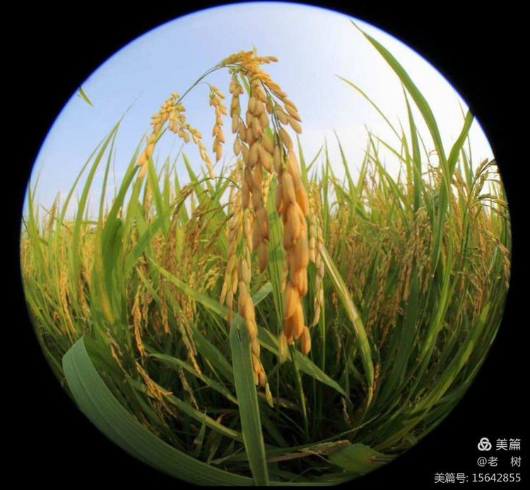 秋草原低语：金黄铺地，风过如歌，心随雁影远行