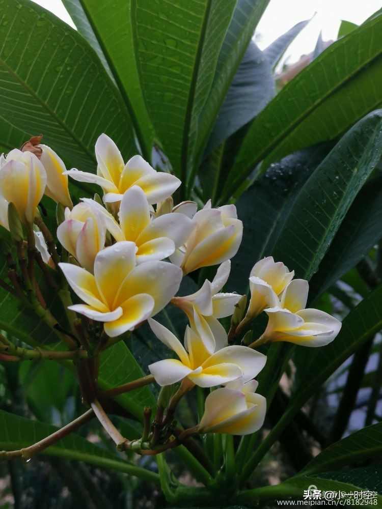 诗情花意：初秋雨晴花意浓