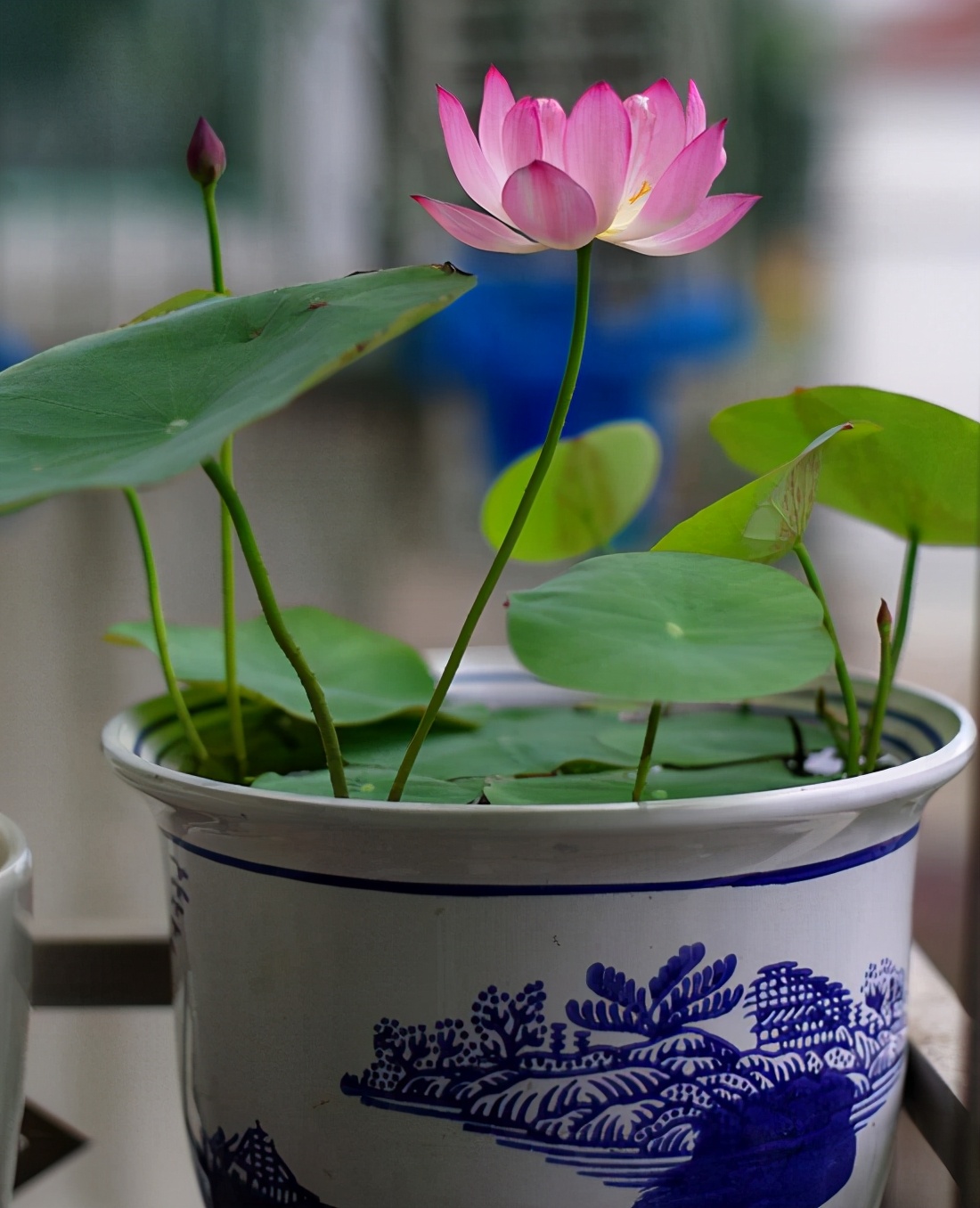 小红裙碗莲怎么养小技巧精心整理