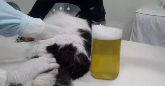 最可怕的猫咪疾病之一——猫传腹到底是怎么一回事？