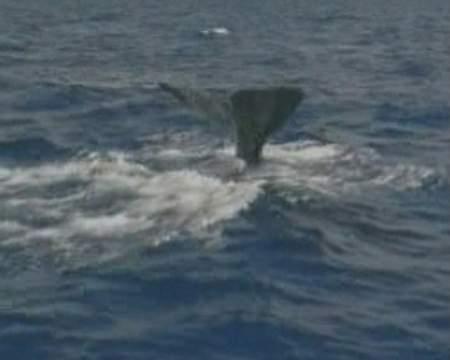 喀拉斯湖水怪秘密：原因是大红鱼吗？