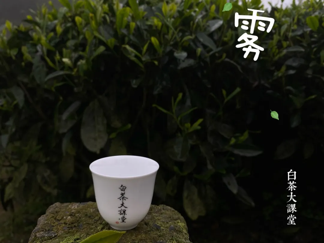 绿茶是什么茶（五个角度手把手教你读懂绿茶）