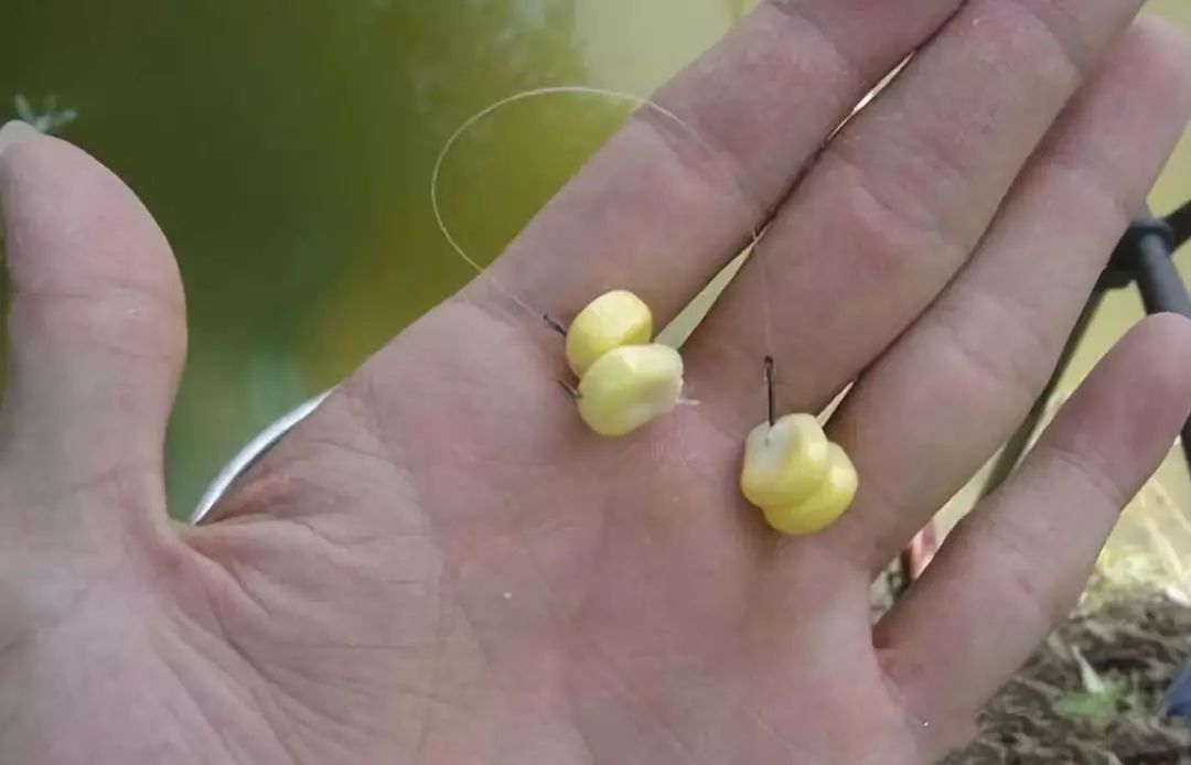 野外钓鱼用玉米,就用这两种方法挂钩,鱼竿断节,鱼都不会脱钩