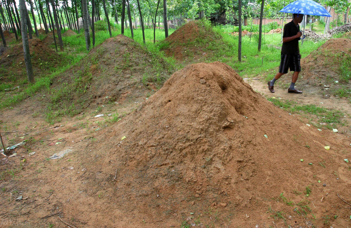 农村俗语"坟头塌陷少子孙,坟头有草家生金",生草到底好不好?