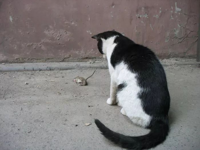 猫咪并不喜欢吃老鼠，捕鼠也只是因为三点原因，却总被人误解！