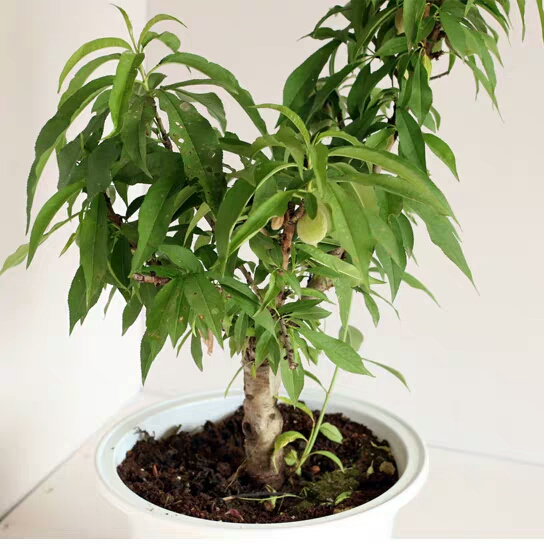 家庭养护桃树盆栽,这6点做到了,桃树盆栽花多叶茂结果多