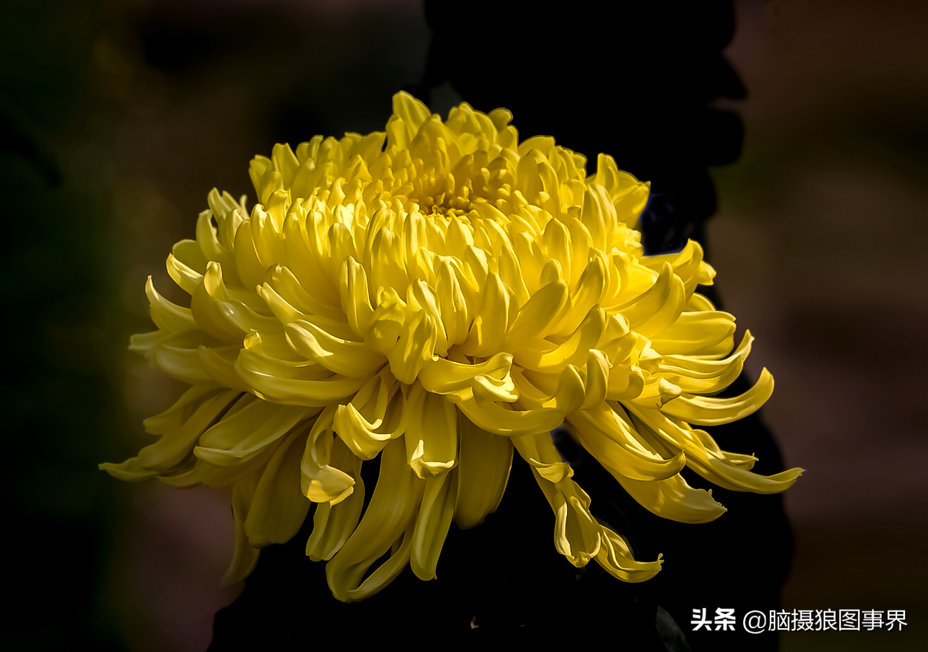 10张菊花照片,都有易犯的错误,你说后期处理后是不是更好?