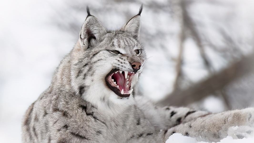 猞猁是狼的天敌猞猁为啥是狼的天敌