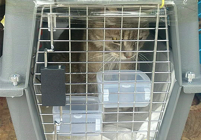车票开抢，主人与猫咪都要回家？应知宠物托运的两大注意点