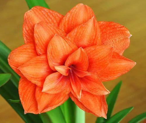 60种极品朱顶红,开花个个比脸大,见者有福!