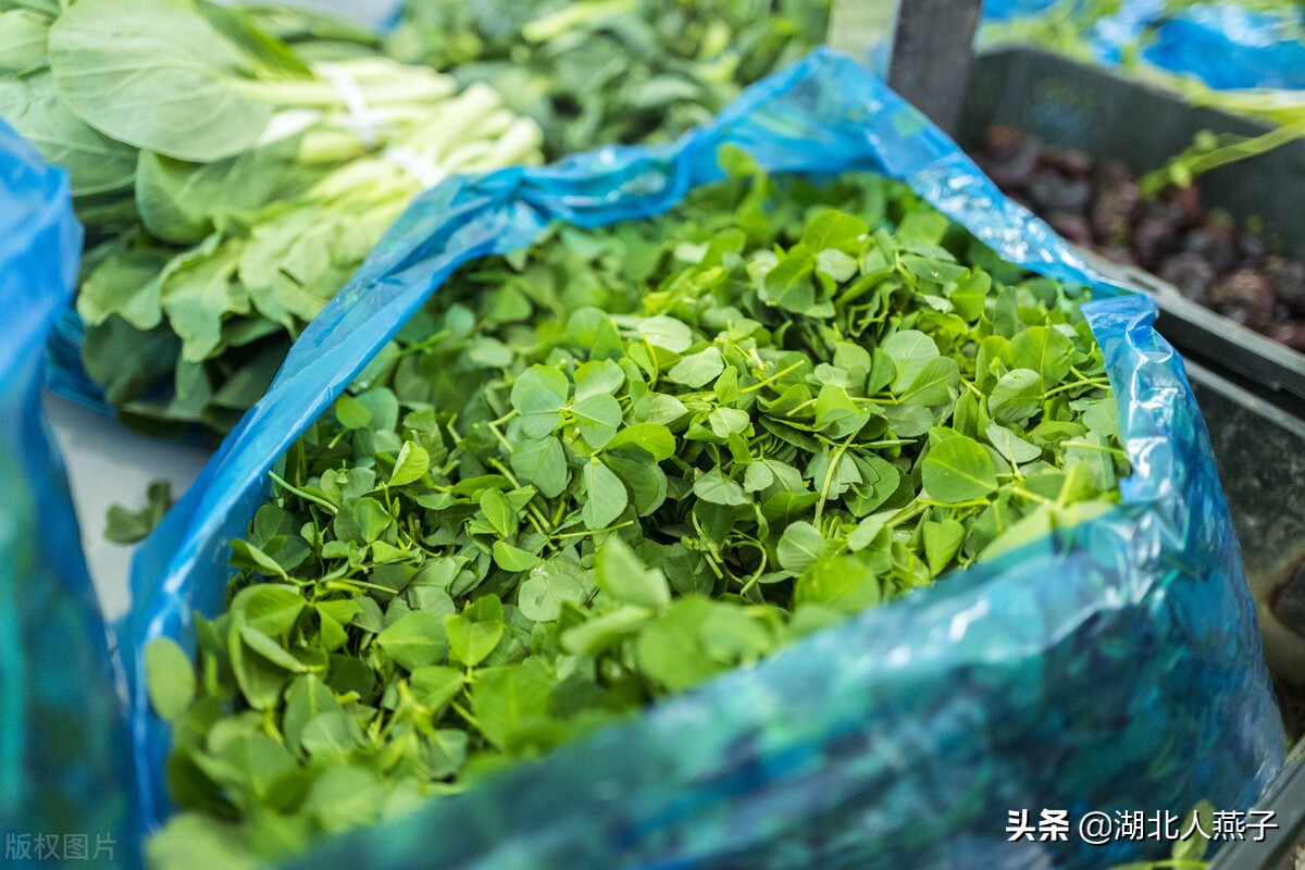 农村能吃的野菜100种大全(教你认识100种野菜和吃法)