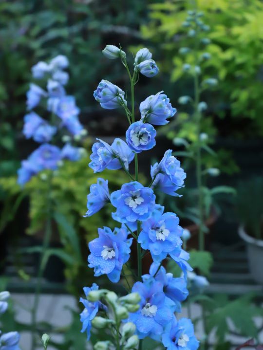 常考易错成语辨析105组，收藏（中）