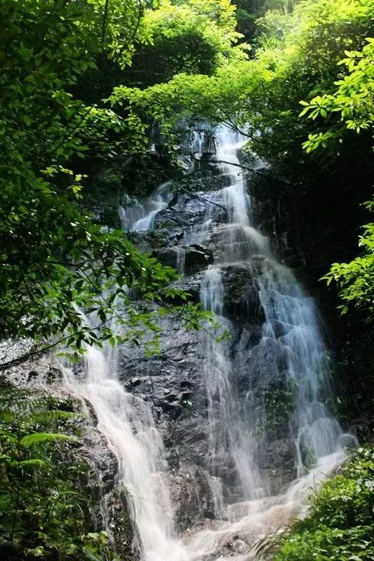 新打卡聖地「丫山」!帶你泡暖冬藥浴,探秘森林玻璃棧道