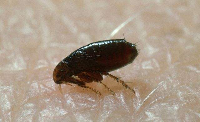 怎么除跳蚤最简单有效去跳蚤最简单的方法推荐