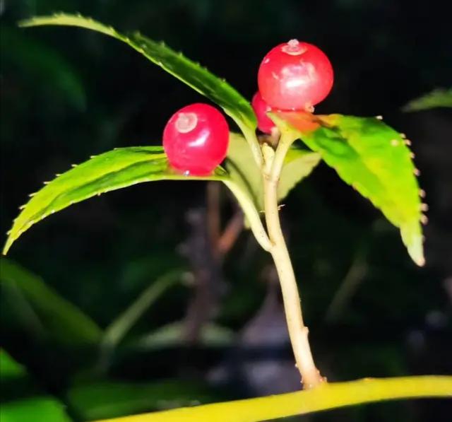 奇特植物“叶上珠”,开花和结果都在树叶上完成,我国有全部种类