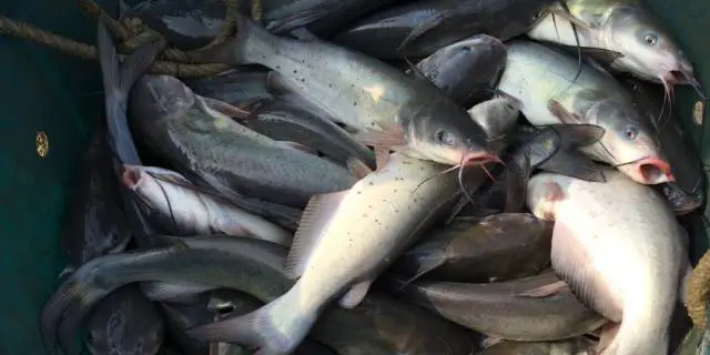 小心！它雖不是禁藥但很危險，一不小心，整塘魚被“毒”死