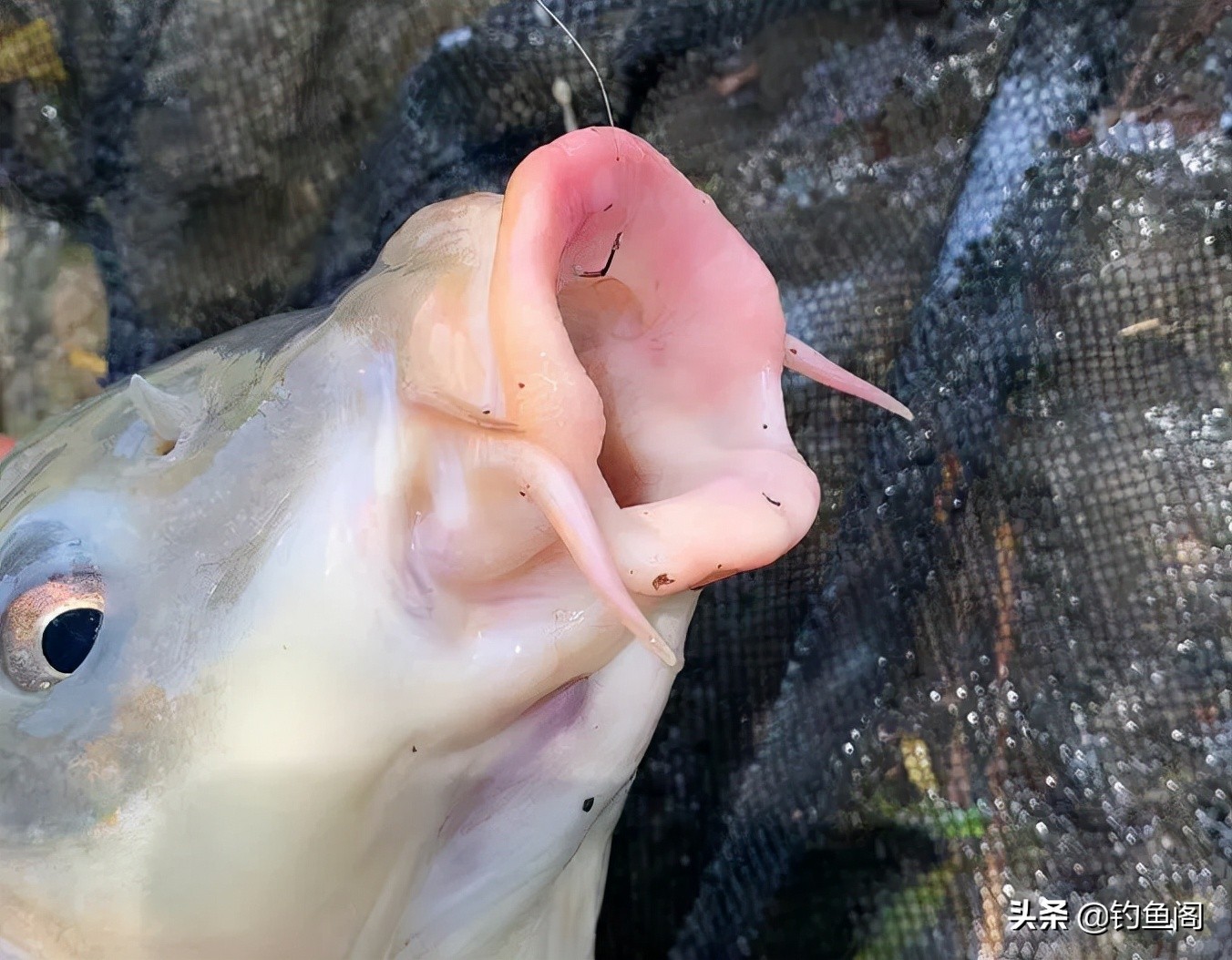 鱼钩和鱼线的秘密！了解这3种搭配方式，钓起鱼来得心应手