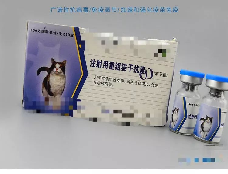 猫鼻支是怎么诊断的，又该怎么办呢？|猫鼻支治疗方法一览