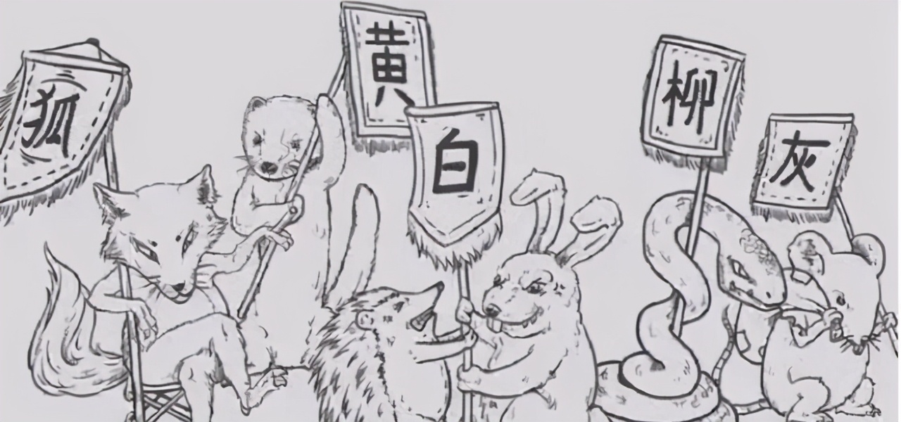 黄鼠狼为何被称为"黄大仙"?