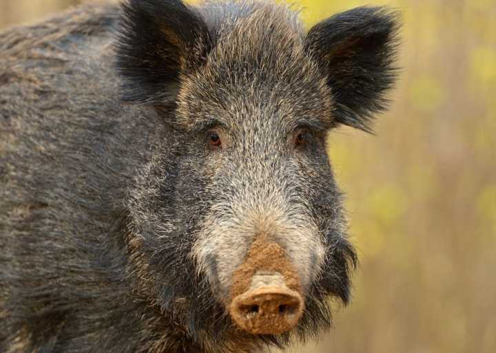 野豬是最常見的大型野生動物之一,成年野豬很多都能長到好幾百斤,如果