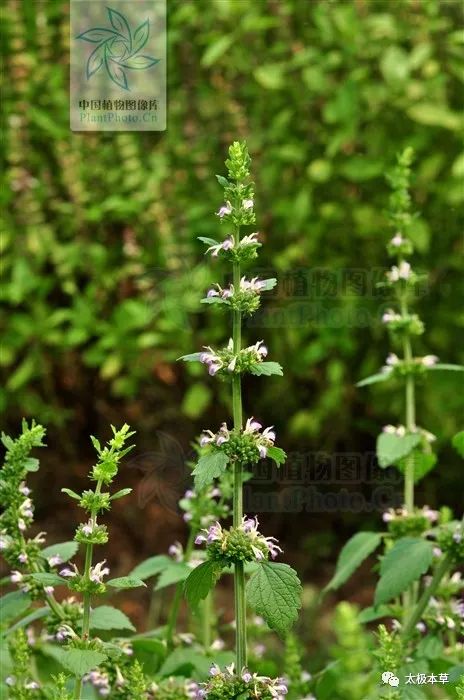 野生防风草图片（防风草可以祛风湿治中风口眼歪斜）