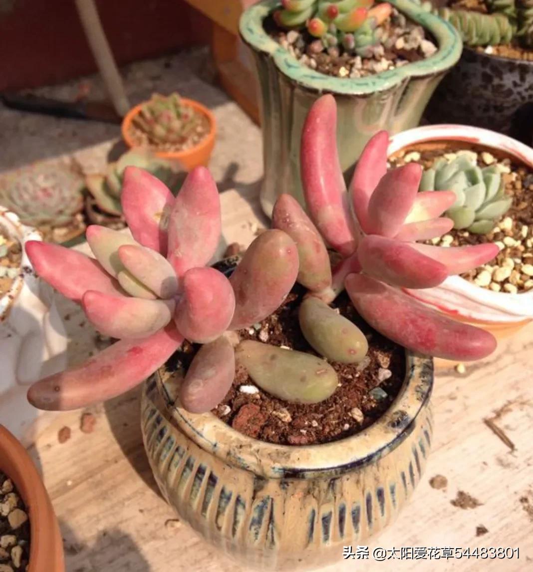 9种口碑非常好的多肉，易养护，出状态又仙又美