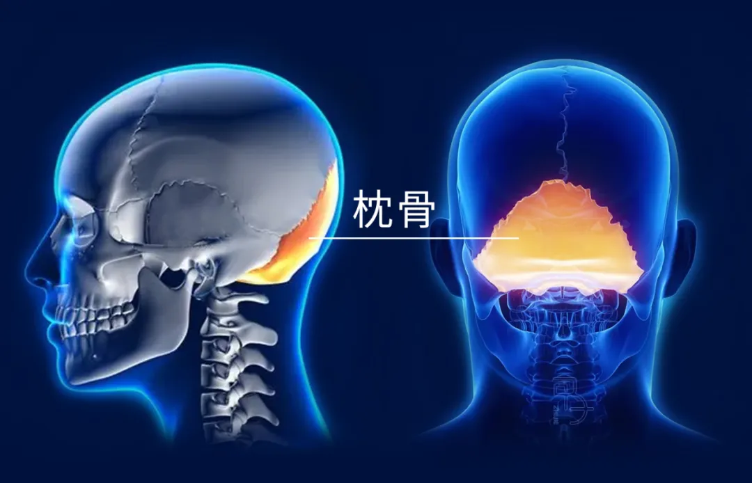 如何用脑科学的方式打开传统骨相学？