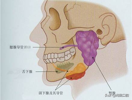 后外侧的一对分泌口水的唾液腺,腮腺分泌的口水通过腮腺导管流入口腔